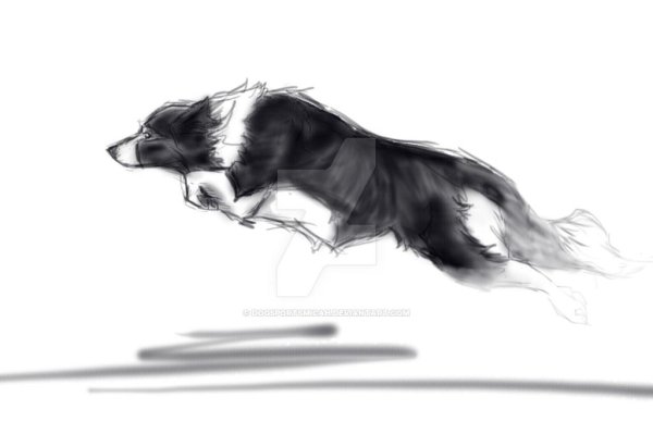 Бордер колли скетч