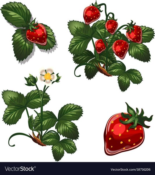 Земляника вектор