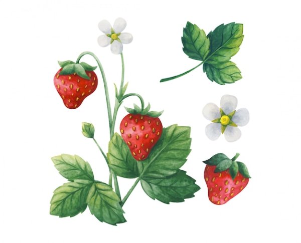 Зарисуйте земляника Лесная