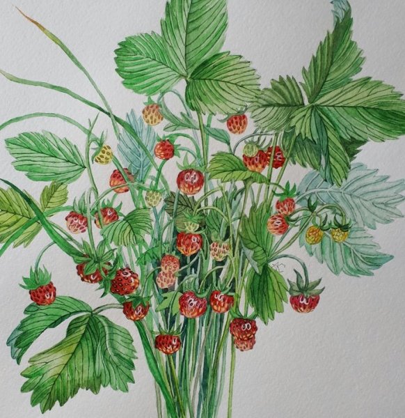 Нарисовать куст земляники