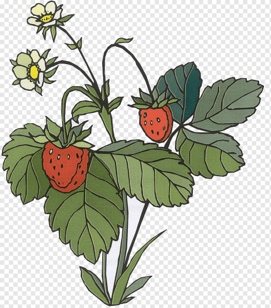 Fragaria ananassa Ботанический рисунок