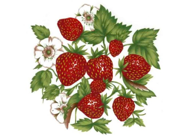 Кустики с ягодами для детей