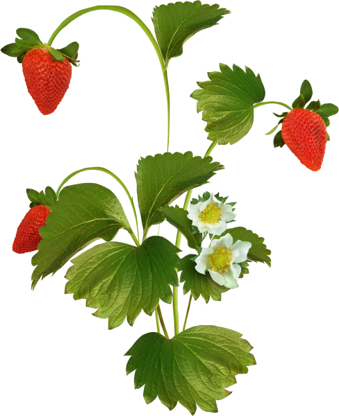 Веточка клубники для детей