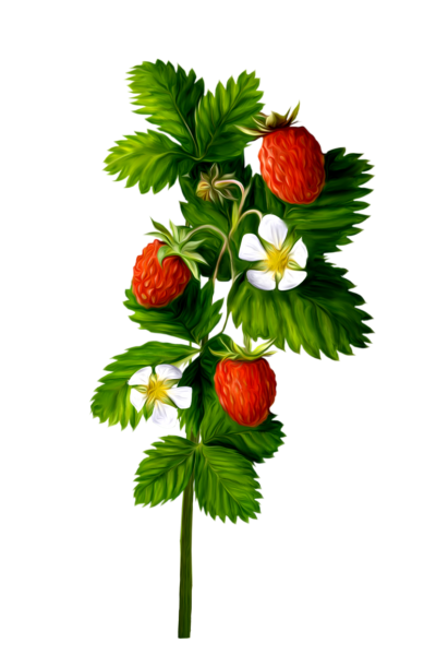 Кустик земляники для детей