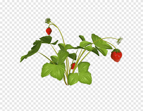 Рисование Лесные ягоды земляника для детей