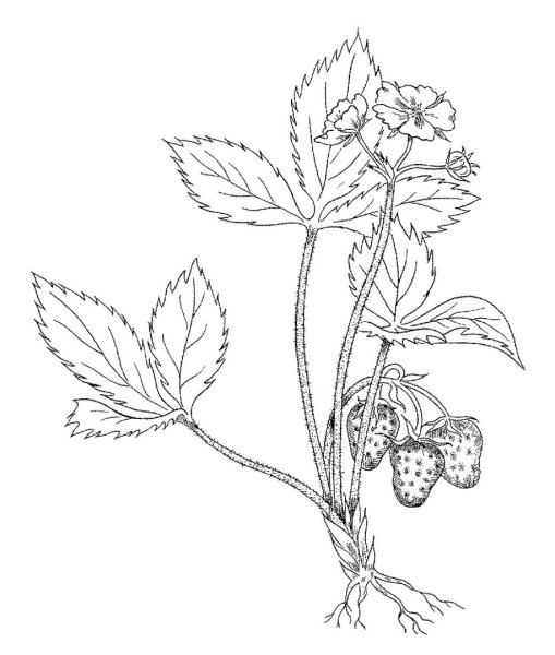 Ягоды рисунок