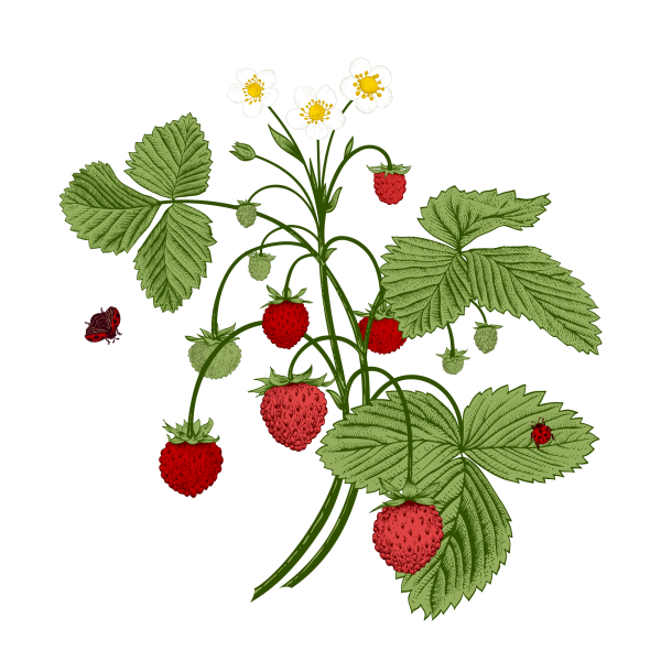 Веточка клубники на прозрачном фоне