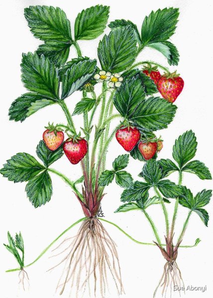 Земляника Лесная корень