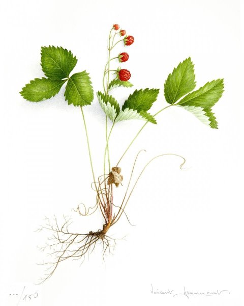 Цветы. Раскраска