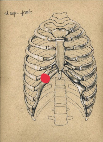 Грудина скелет анатомия