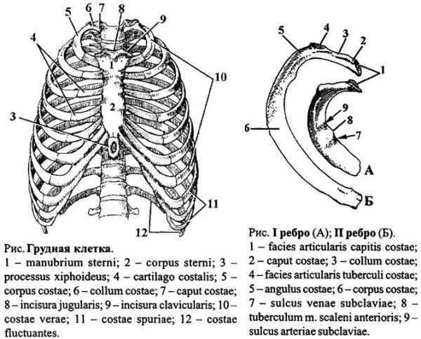 Анатомия ребер грудной клетки