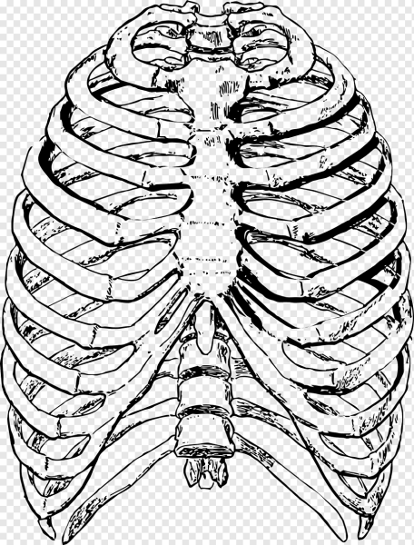 Анатомия скелет грудной клетки ребра Грудина