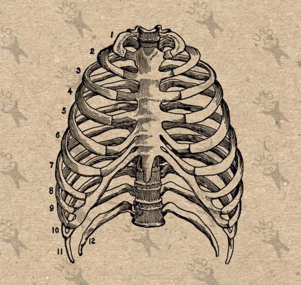 Скелет грудной клетки человека