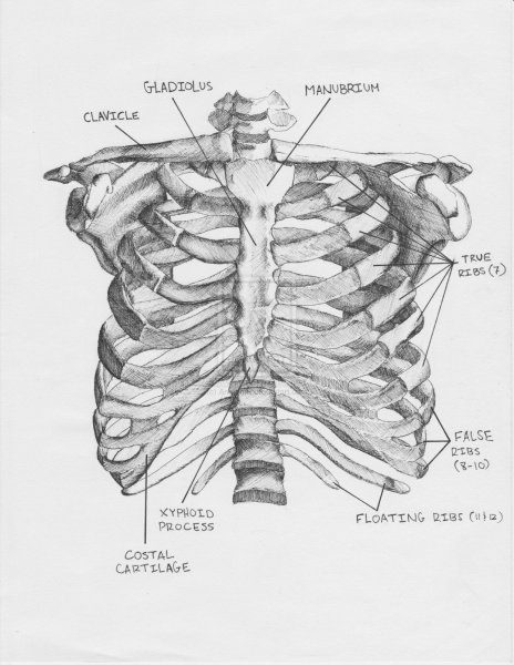 Ребра человека схема