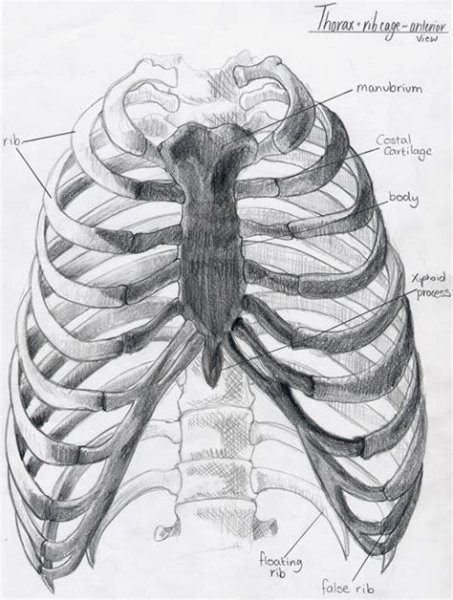 Грудная клетка пластическая анатомия