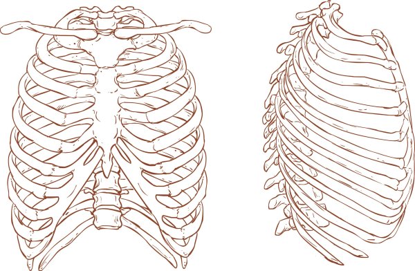 Строение грудной клетки сбоку