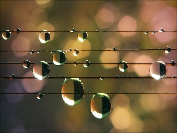 Нотный дождь