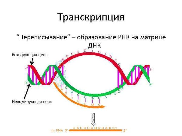 Транскрипция рисунок биология