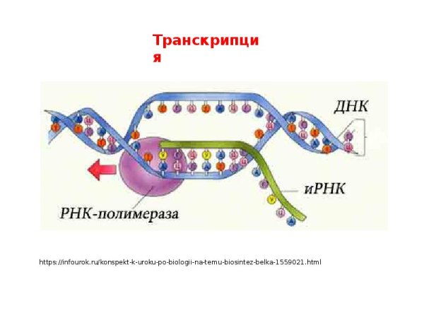 Этапы синтеза белка РНК полимераза