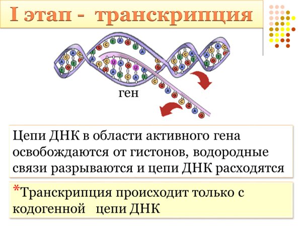 Синтез белка транскрипция и трансляция