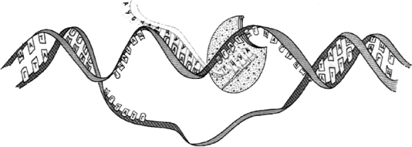 Схема транскрипции молекулы ДНК