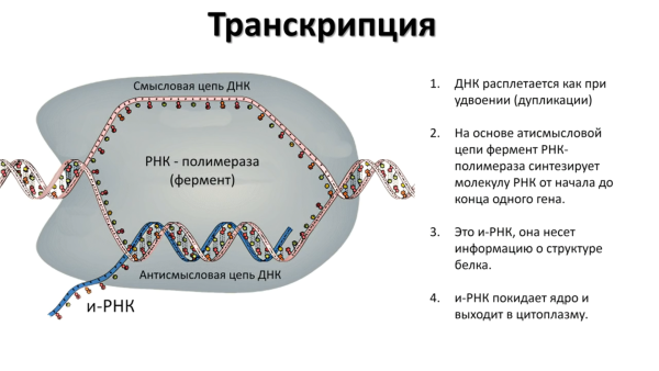 Процесс транскрипции в биологии схема