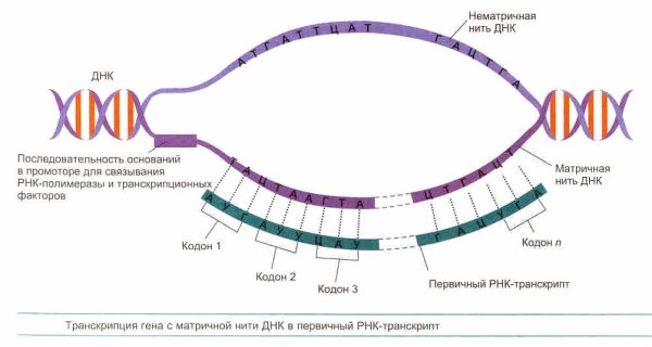 Схема транскрипции синтеза белка