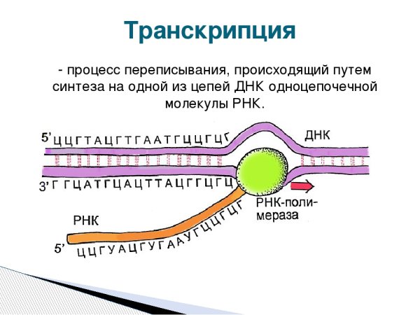 Цепи ДНК В биосинтезе белка