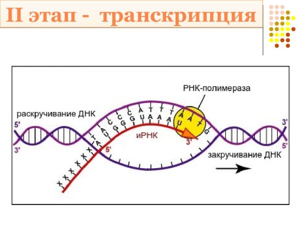 Схема транскрипция ИРНК И ДНК