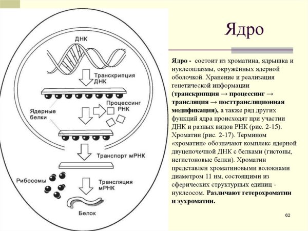 Транскрипция биология Синтез белков