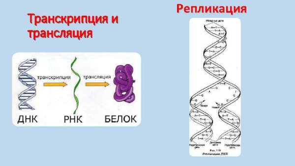 Схема синтеза белка в рибосоме трансляция