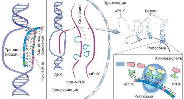 Транскрипция Синтез МРНК