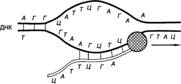 Транскрипция и трансляция ДНК схема