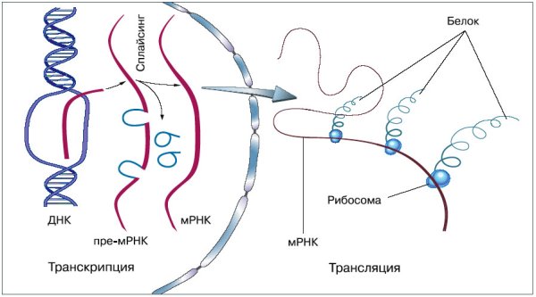 Биосинтез белка репликация транскрипция трансляция