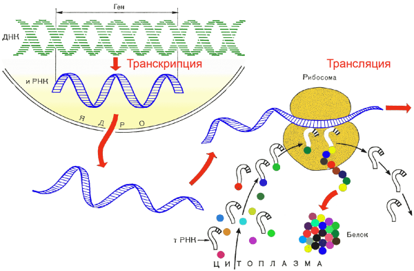 Транскрипция ДНК рисунок