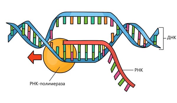 Процесс транскрипции в синтезе белка схема