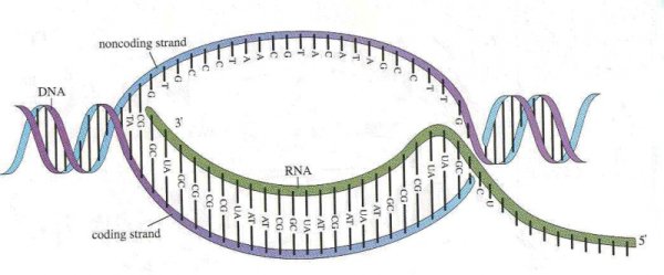 Транскрипция процесс синтеза РНК