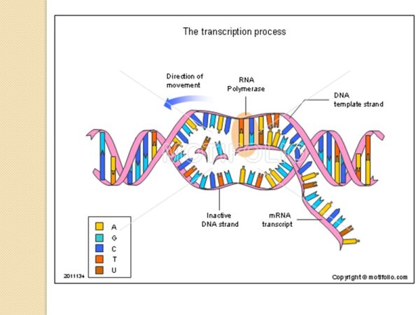 Процесс синтеза белка транскрипция