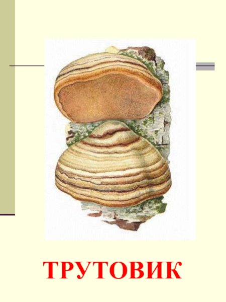 Строение гриба трутовика