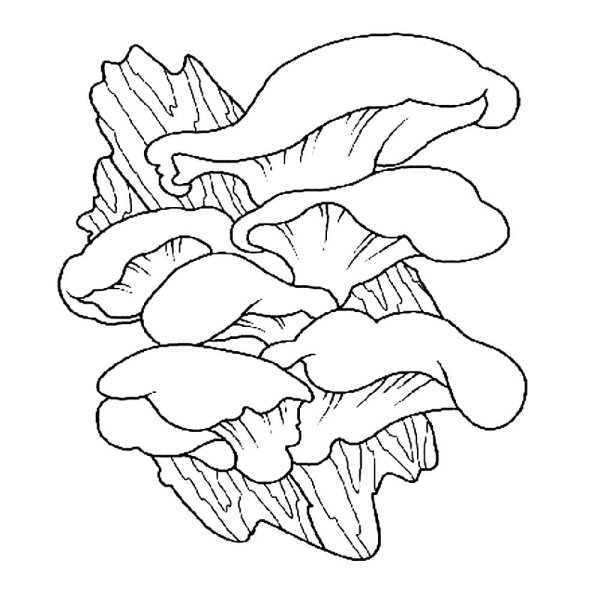 Гриб трутовик паразит рисунок