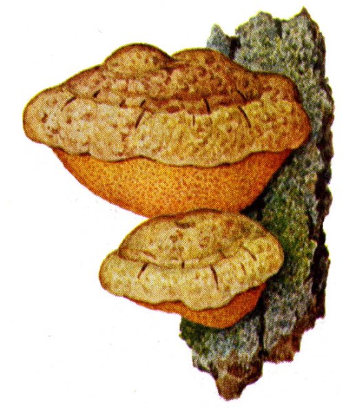 Рисунок грибов паразитов трутовик