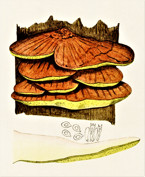 Гриб трутовик нарисовать