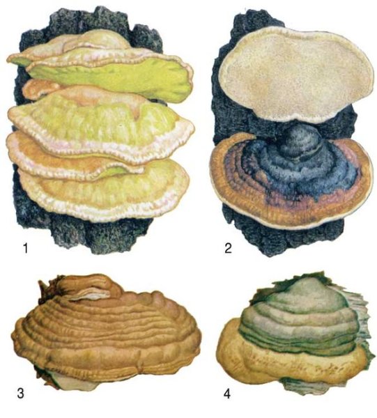 Гриб трутовик паразит рисунок