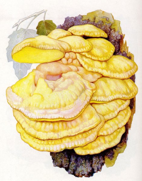 Строение гриба трутовика