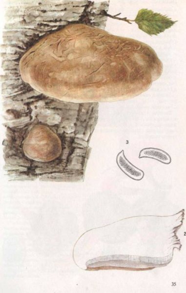 Трубчатый гименофор трутовика
