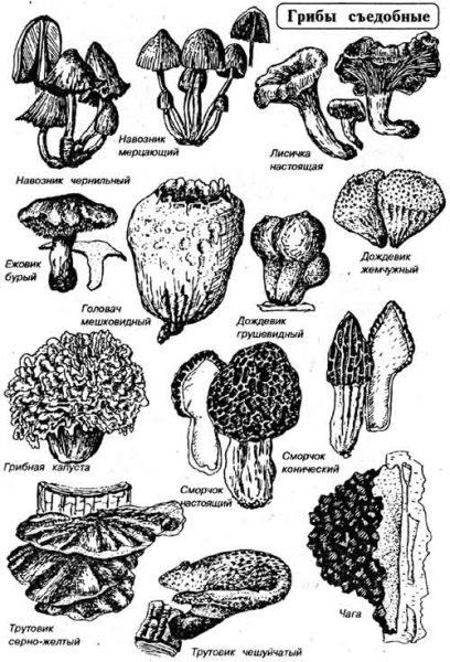 Гриб трутовик лакированный черно- белый