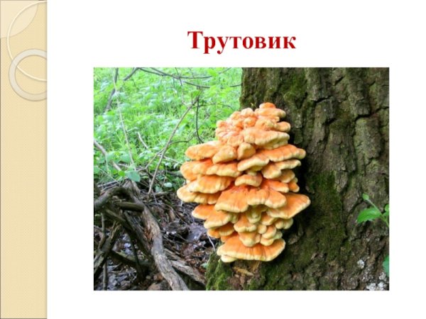 Срез плодового тела трутовика