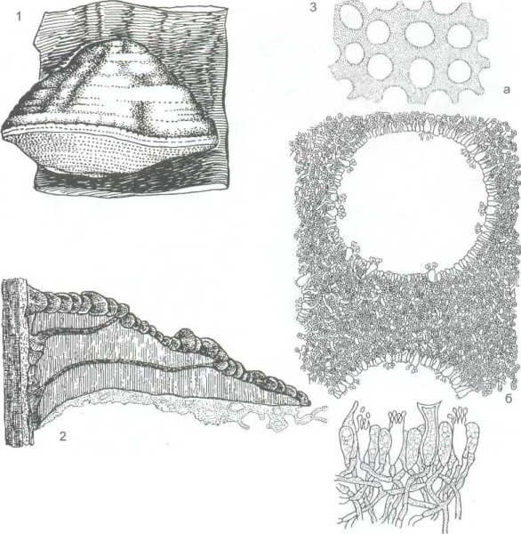 Гриб трутовик и Головня