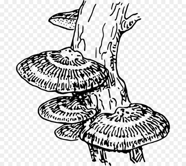 Гриб трутовик