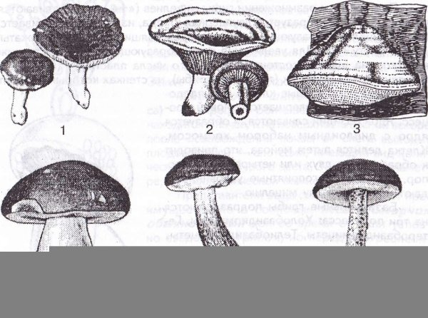 Трутовик березовый гименофор